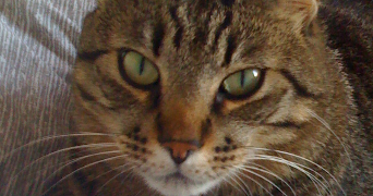 sandrine  pet sitter à MONTAUROUX 83440_2