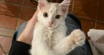 emma pet sitter à LORMONT 33310_4