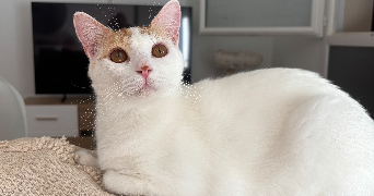 laurine pet sitter à LE PLESSIS BELLEVILLE 60330_0