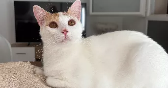 laurine pet sitter à LE PLESSIS BELLEVILLE 60330