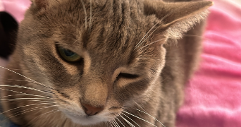 océane pet sitter à PARIS 20 75020_4