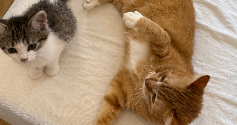 océane pet sitter à NEVERS 58000_1