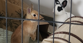 sandrine  pet sitter à GREZIEU LA VARENNE 69290_5
