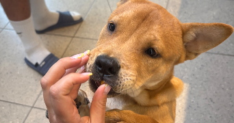 lauryne pet sitter à Bruay la Buissière 62700_5