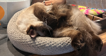 eli pet sitter à MAISONS LAFFITTE 78600_4