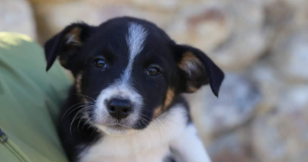 adrien pet sitter à VERSAILLES 78000_0