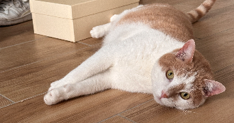 clara cat sitter à LYON 04 69004_3