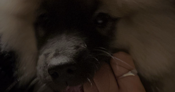 alana pet sitter à LE MANS 72000_2