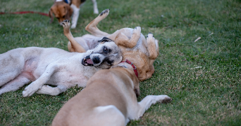 corinne pet sitter à VILLEFRANCHE DE CONFLENT 66500_2