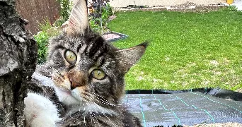 blandine pet sitter à SIGOULES ET FLAUGEAC 24240