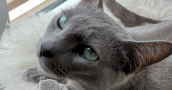 carole pet sitter à Paris 75019_9