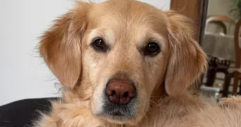 océane pet sitter à BOURG EN BRESSE 01000