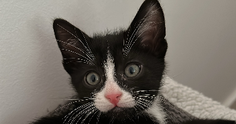carla pet sitter à PARIS 07 75007_2