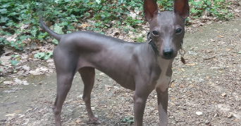 kenza pet sitter à LES ULIS 91940_2