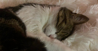 alice pet sitter à Colmar 68000_4