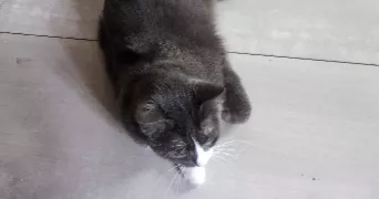 atif pet sitter à PARIS 19 75019