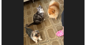 leonardo pet sitter à TROYES 10000_3