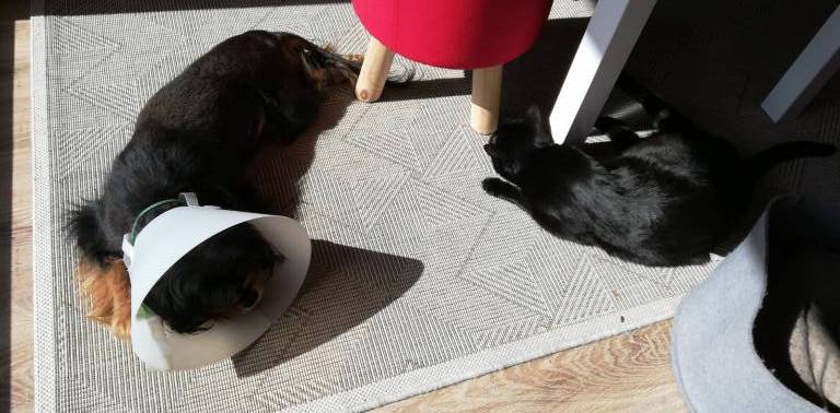 Lisa pet sitter à Boissy-sous-Saint-Yon 91790_2