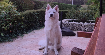 Aurelie pet sitter à Plou 18290_2