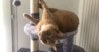 sophie pet sitter à MARQUETTE LEZ LILLE 59520_3