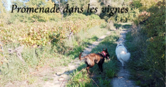 valérie pet sitter à Le Thor 84250_39