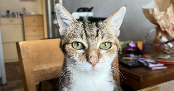 lucas pet sitter à PARIS 17 75017_1