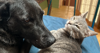 lucie pet sitter à ISSOIRE 63500_3