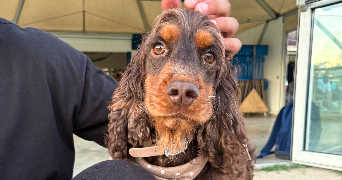 léna pet sitter à LEOGNAN 33850_1