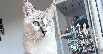 camille pet sitter à TOURRETTE LEVENS 06690_1
