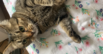 clémentine pet sitter à PARIS 17 75017_2
