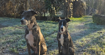 charlène pet sitter à Mantes-la-Ville 78711_7