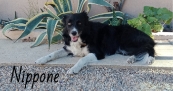 valérie pet sitter à Le Thor 84250_22