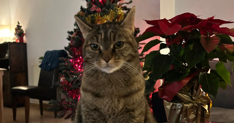 gwladys pet sitter à AUSSONNE 31840_6