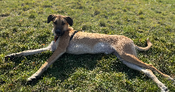 cheyenne pet sitter à LE PORT MARLY 78560_1