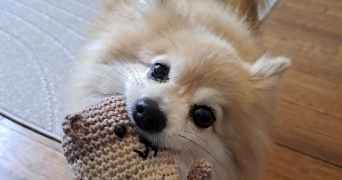 chloé pet sitter à ARGENTON SUR CREUSE 36200_6