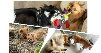 kamila pet sitter à ASNIERES SUR SEINE 92600_8