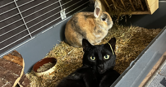 camille pet sitter à METZ 57070_2