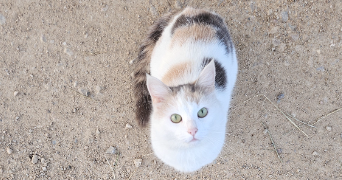 alison pet sitter à BISSEY SOUS CRUCHAUD 71390_3