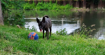 mélanie pet sitter à LOUVIERS 27400_4
