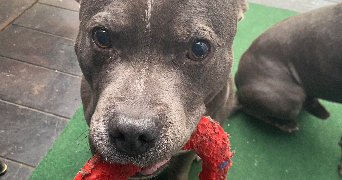 lucas pet sitter à CRETEIL 94000_5