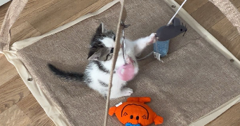 manon pet sitter à LA VILLE AUX DAMES 37700_5