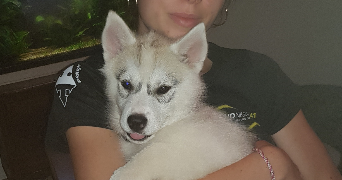 julie pet sitter à VEIGNE 37250_5