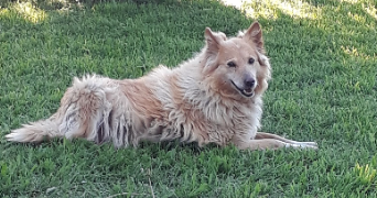 agustina pet sitter à STE COLOMBE 69560_1