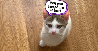 léa pet sitter à REIMS 51100_3