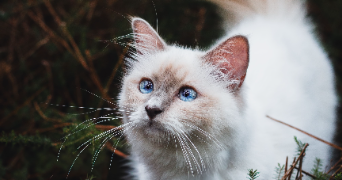jade pet sitter à LOIRE AUTHION 49630_1