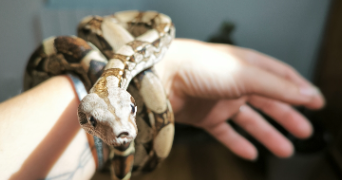 angelina pet sitter à EYSINES 33320_4