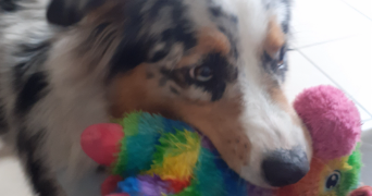 camille pet sitter à VERTOU 44120_4