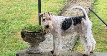 perrine dog sitter à POIX DU NORD 59218_2