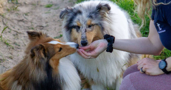 elisa pet sitter à Chenehutte 49350_3