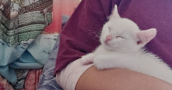 nada pet sitter à NANTES 44000_5